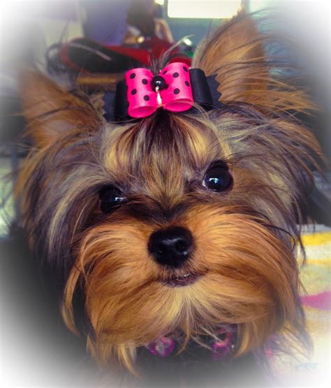 yorkshire terrier hair bows|best yorkie hair bow.